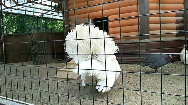 Елагин Остров 4.07.2018 смотреть онлайн