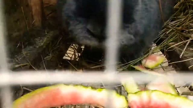 Едят ли кролики арбузную корку смотреть онлайн