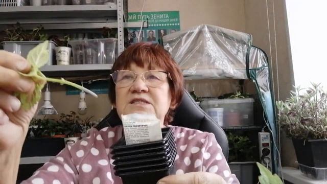 При таком черенковании колеуса всегда 100% результат))