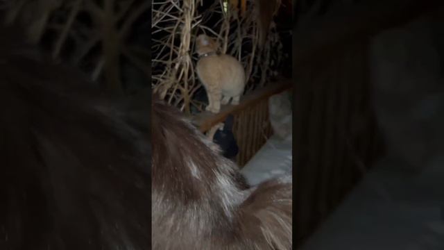 Вечерняя проверка 🐈⬛🐈🐈⬛🐕🐩 #коты #собаки смотреть онлайн