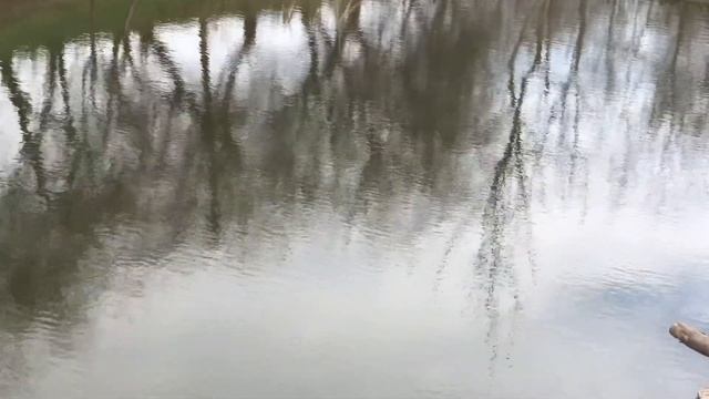 Известкование пруда с рыбой. Полезно или нет. Как, когда и зачем вносить известь в пруд. смотреть онлайн