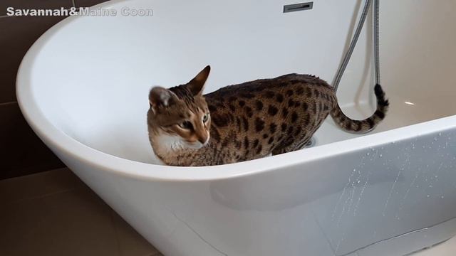 Living with a Savannah cat. Bath Fun| Ep 7 смотреть онлайн