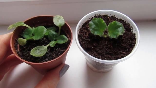 ЛИСТ ФИАЛКИ ПРОПАЛ/ОСТАЛИСЬ МАЛЕНЬКИЕ ДЕТКИ!ДОРАЩИВАЕМ ДЕТОК! смотреть онлайн