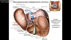 Печень: топография, строение, функции, кровоснабжение, иннервация, регионарные лимфаузлы