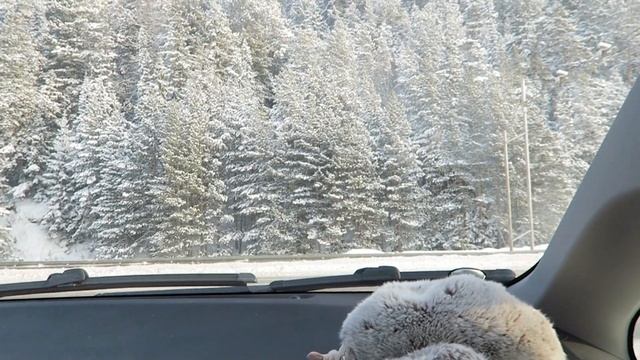 СВЕТОФОР ? Пятерочка / #Магазины на Севере /#Покупки и #цены на Севере смотреть онлайн