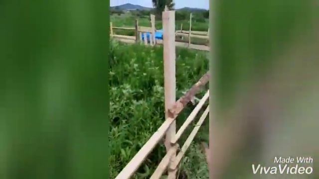 #Романовские #баран и #ярка #временный загон для баранов . Наш первый опыт с баранами смотреть онлайн