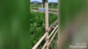 #Романовские #баран и #ярка #временный загон для баранов . Наш первый опыт с баранами