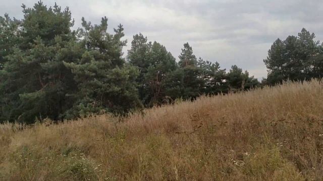 Какие цветы дарить нельзя ? Приметы про цветы. Народные приметы и поверья. смотреть онлайн