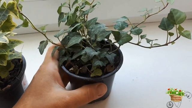 Хедера(плющ)!Новинка подоконника! смотреть онлайн