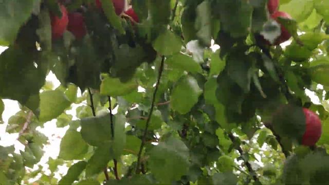 Абрикос Рубиста persikovod.com смотреть онлайн