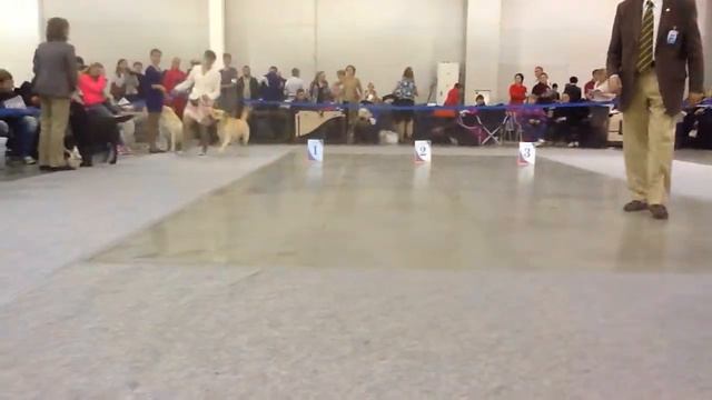 Россия 2013 Лабрадоры класс чемпионов кобели