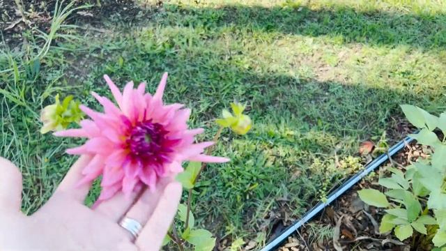 Cut Flower Farm Tour Autumn | Fall. The best it has been in 2023. Australian farm in Detail. смотреть онлайн