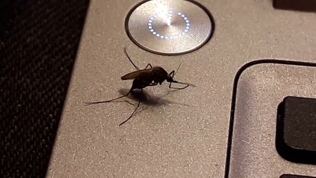 Фумигатор vs. Комар смотреть онлайн