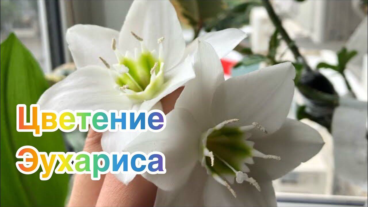 Цветение Эухариса. Амазонская лилия смотреть онлайн