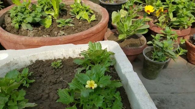#Mimulus F1 Flowers Plants repotting tips in Spring at Asim Rooftop Garden смотреть онлайн