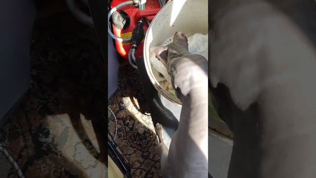 кошки сфинксы на охоте смотреть онлайн