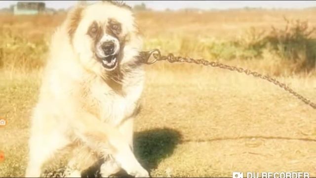 Стих о волке и его семье смотреть онлайн