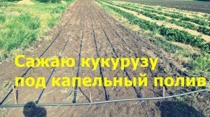 Сажаю кукурузу под капельный полив 26.05.2021