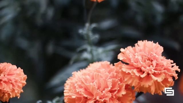 Samsung NX3000 - 45mm Video Test (2020) смотреть онлайн