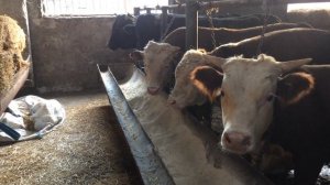 Интенсивный откорм скота и Рацион корм