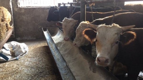 Интенсивный откорм скота и Рацион корм