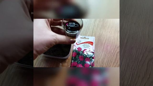 ПОСЕВ ВЕРБЕНЫ НА РАССАДУ. смотреть онлайн