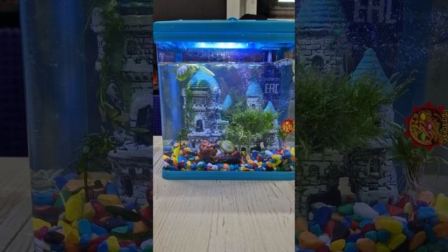 АКВАРИУМ С РЫБКАМИ. AQUARIUM WITH FISH смотреть онлайн