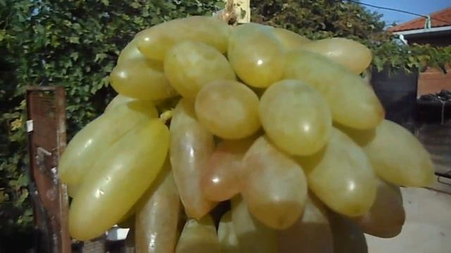 ХУСАЙНЕ БЕГИЗИ ШИЛО! 19.09.2020. ТЕЛ._79054033245,WhatsApp и Viber. ЗВОНИТЕ И ПИШИТЕ. СЕРГЕЙ. смотреть онлайн