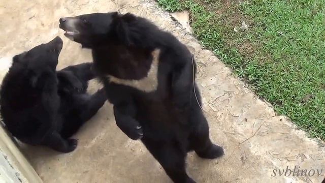 Вьетнам, водопад янгбей, гималайские медведи смотреть онлайн