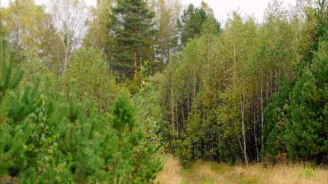 Осенние хокку смотреть онлайн