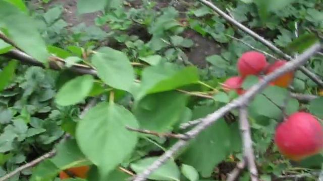 Сеянец Амура смотреть онлайн