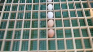 Инкубатор на 180 яиц с механическим переворотом своими руками. Гаражные самоделки