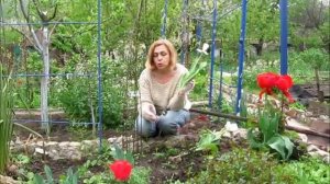 Тюльпаны. Как сохранить луковицу подаренного тюльпана?!