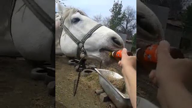 Конь пьет очень вкусные витамины. смотреть онлайн
