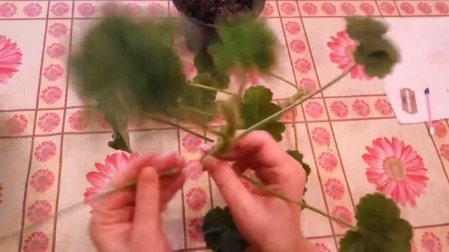 Обрезка и укоренение пеларгонии смотреть онлайн