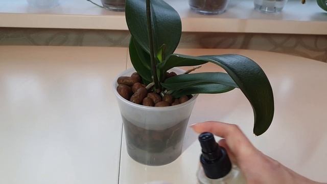 Полив орхидей в керамзите || Уход за орхидеями в керамзите смотреть онлайн