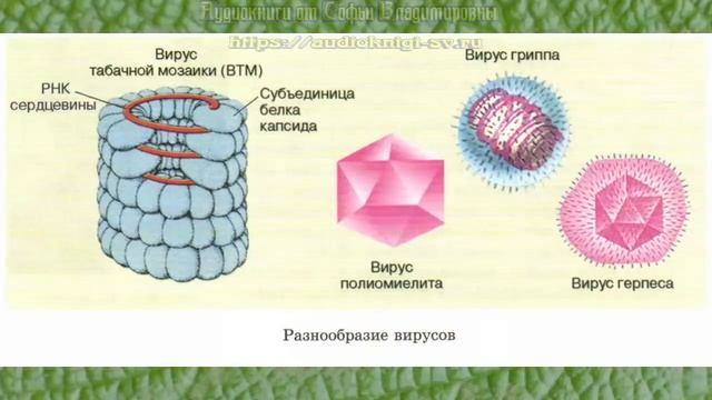 Биология 10 кл Проф уровень §45 Неклеточные формы жизни - вирусы смотреть онлайн