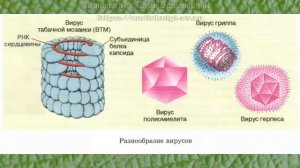 Биология 10 кл Проф уровень §45 Неклеточные формы жизни - вирусы