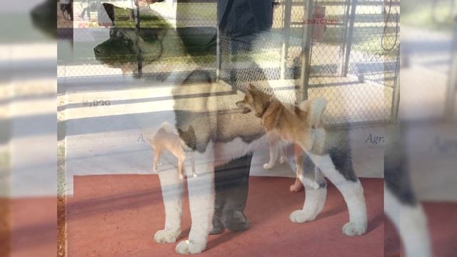 Акита-ину. Плюсы и минусы, Цена, Как выбрать, Факты, Уход, История смотреть онлайн