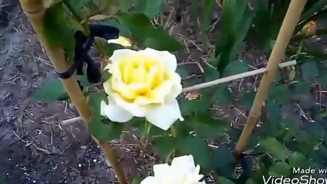 Просто цветут розы в Сибири