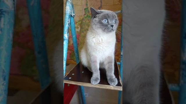 Маруся#питомец #кошка #рекомендации #подпишись смотреть онлайн