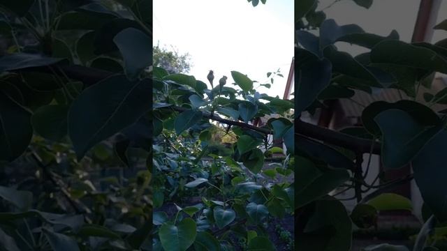 груша Лада от 9 мая до 19 августа за минуту смотреть онлайн