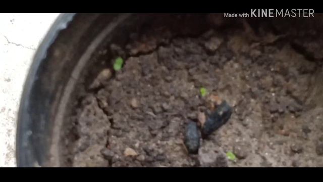 How To Grow Hibiscus From Seed//hibiscus Seedling In Hindi.