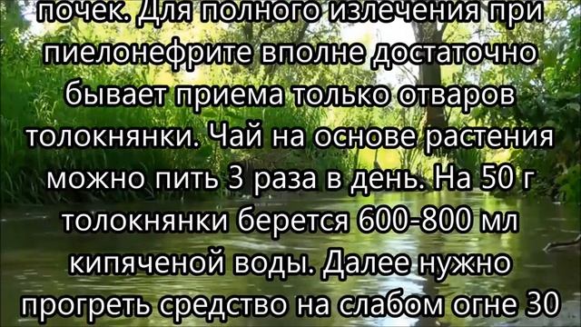 Самые эффективные травы для лечения почек смотреть онлайн