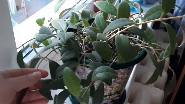 Обзор комнатных растений?Топ самых не прихотливых!?фикус плющ сансевиерия смотреть онлайн