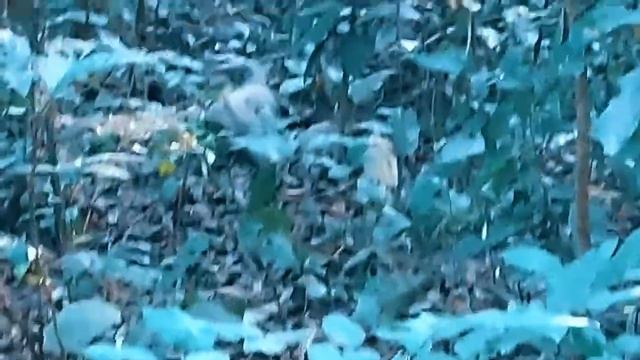 জেনে নিন ,গুই সাপ মানুষের কি উপকারে আসে/Find out how Gui snake benefits people . смотреть онлайн