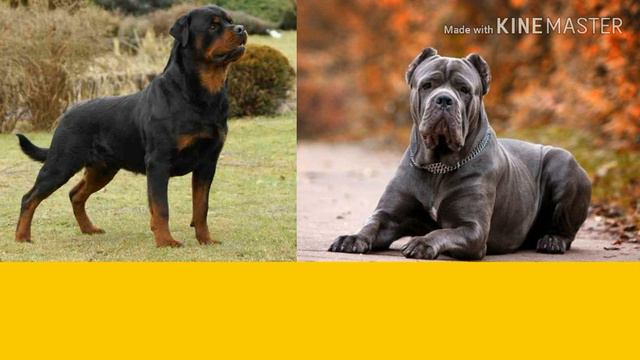 Ротвейлер против Кане корсо. Rottweiler against Cane Corso. Собаки. смотреть онлайн