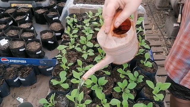 Пикируем Петунию по стаканчикам