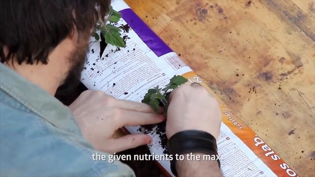 Применение удобрений Cocos A и Cocos B от Plagron