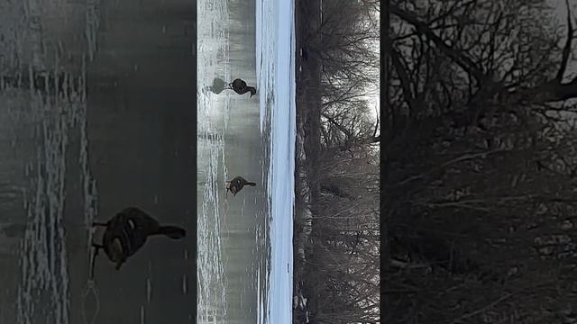 Вызаривание подсадных уток. смотреть онлайн